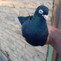 کبوتر چشم نوک سفید