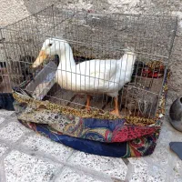 جوجه اردک