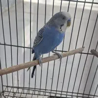 مرغ عشق نر سرحال خونگی