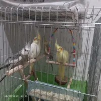 عروس هلندی