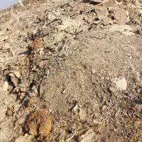 فروش کود جوجه بوقلمون،مرغی|حیوانات مزرعه|تاکستان, |دیوار