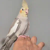 یک جفت عروس هلندی