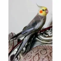 عروس هلندی بسیارسخنگو نر لوتینو