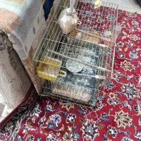 فنچ|پرنده|قدس, شهرقدس|دیوار