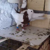 کبوتر طوقی