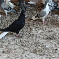 18تامقلف صاف