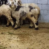 بره پای پروار، کشتار قصابی *داشت و نذری قربانی و..