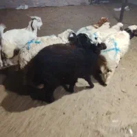 بره وکهره کشتار گوشت