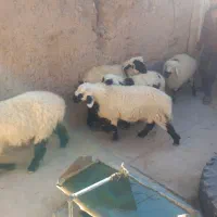 پنج راس بره سفید صادراتی و بزچاق|حیوانات مزرعه|درمیان, |دیوار