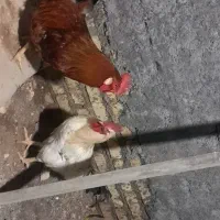 خروس|حیوانات مزرعه|یزد, |دیوار