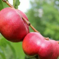 فروش نهال شلیل انجیری|خدمات باغبانی و درختکاری|لردگان, |دیوار