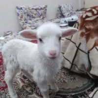 یک عدد بچه برای لاک گم شده است