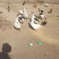 خریدوفروش حیوانات مزرعه حلال گوشت|حیوانات مزرعه|قزوین, |دیوار