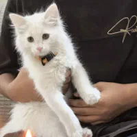 گربه