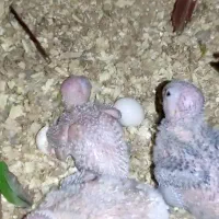 جفت گرینچیک فول رد با درصد قرمزی بالا مولد واقعی