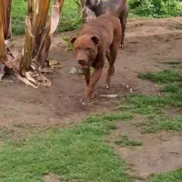 واگذاری یک جفت پیتبول تریر از بهترین نسل|سگ|سیمین شهر, |دیوار