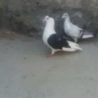 کبوتر پشت نر