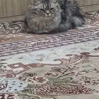 گربه پرشین ماده