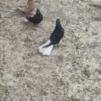 جفت دم سفید درجه یک|پرنده|اهواز, زرگان|دیوار