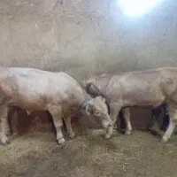 گوساله شاروله
