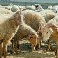 دام  از۲۰کیلو موجوده تا۱۰۵کیلو زنده