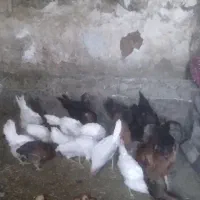 مرغ محلی و مرغ ماشینی|حیوانات مزرعه|چهاردولی, |دیوار