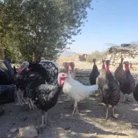 فروش ،مرغ ،خروس،بوقلمون|حیوانات مزرعه|بانش, |دیوار