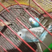 مرغ عشق|پرنده|صومعه‌سرا, |دیوار
