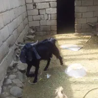گوسفند نر