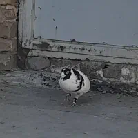 غول سیاه نر|پرنده|تربت جام, جامرود|دیوار