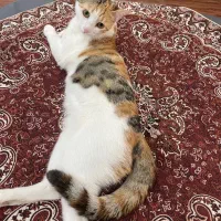 گربه کالیکو|گربه|صدرا-فارس, فاز ۱|دیوار