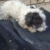 سگ رایگان|سگ|کاشان, مزرعه نو|دیوار