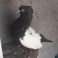نروماده سینه ای وطوقی