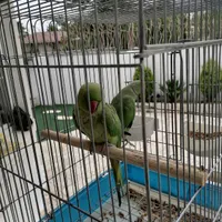 جفت ملنگو کار داده وسلامت|پرنده|لشت نشا, |دیوار