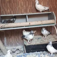 کبوتر کاشانی|پرنده|اصفهان, دستگرده|دیوار
