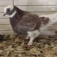 فروش کبوتر خوشگل و پرشی|پرنده|یزد, |دیوار