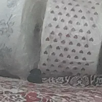 سفره یکبار مصرف دستگاه سفره|ظروف نگهدارنده، پلاستیکی، یک‌بارمصرف|شیراز, ریاستی|دیوار