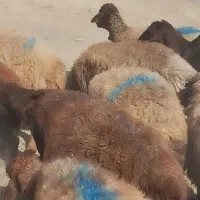 50 راس میش تخمی