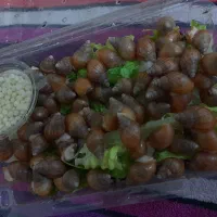 بچه حلزون آچاتینا و خاویار حلزون