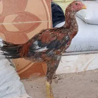 جوجه لاری