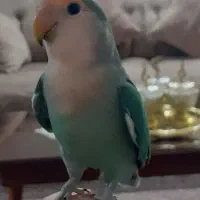 طوطی برزیلی نر