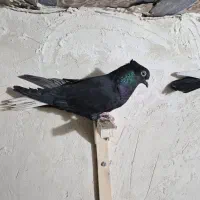 دم سیاه ماده . سیاه دم سفید ماده