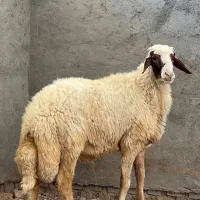 قوچ سنجابی اصیل درجه یک