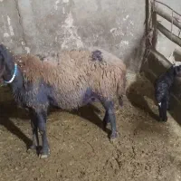 میش و بره و بز داشتی