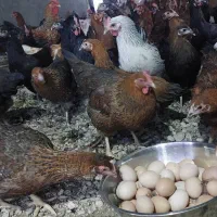 فروش مرغ محلی