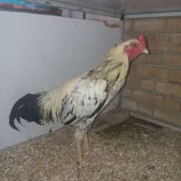 خروس لاری س ن دی