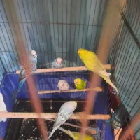 مرغ عشق|پرنده|تهران, مسعودیه|دیوار