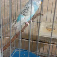 مرغ عشق دستی  بالغ|پرنده|راین, |دیوار