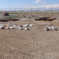 غاز و تخم غاز