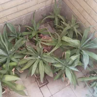 فروش گل|گل و گیاه طبیعی|شیراز, شهرک والفجر|دیوار
